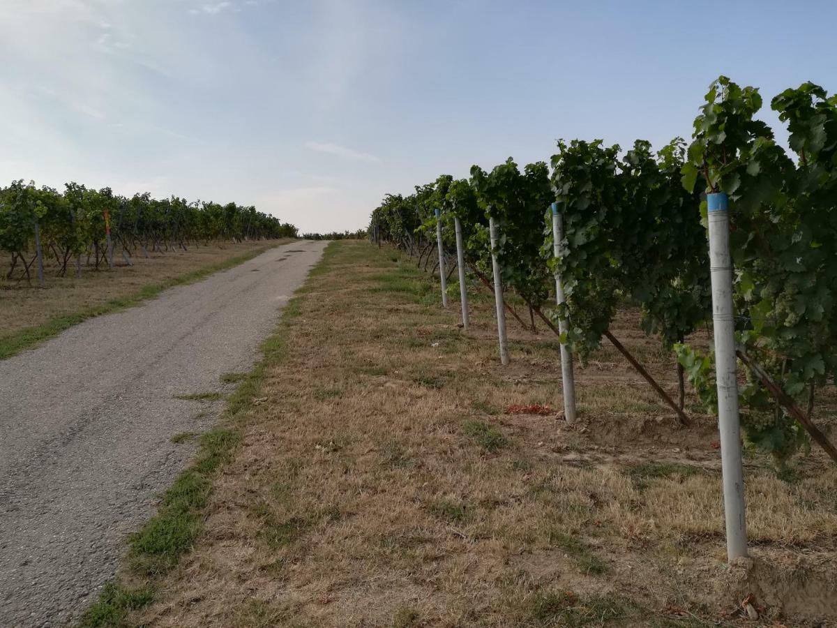 Ferienwohnung Suedpfalz Weingarten  Exteriér fotografie